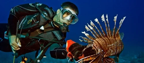 Lionfish